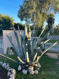 Pianta di agave