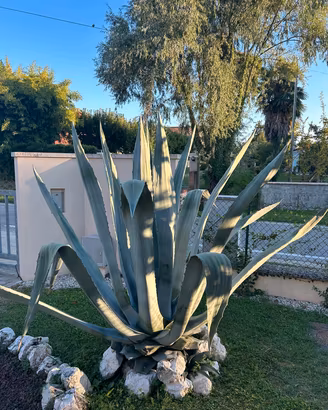 Pianta di agave