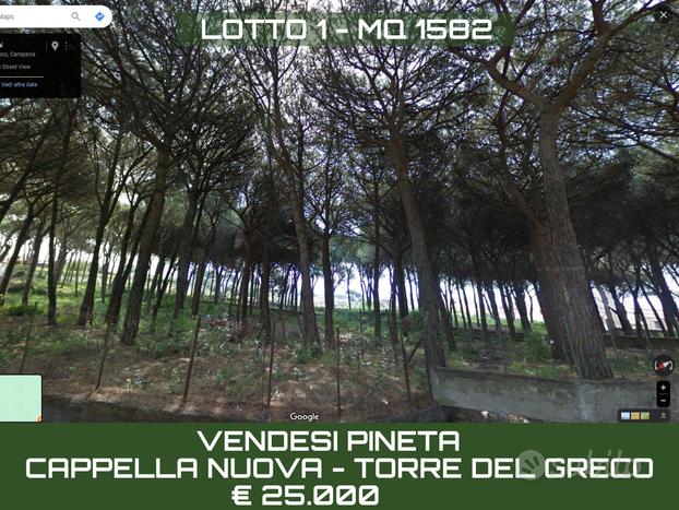 Terreno Pineta con grandi potenzialità