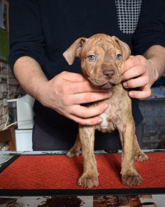 Cuccioli di Pitbull