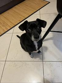 Meticcio di piccola taglia