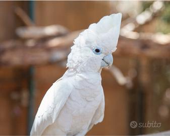 Cacatua Ducorpiis (Ducorps's cockatoo)