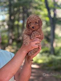 splendidi cuccioli di barboncino toy red