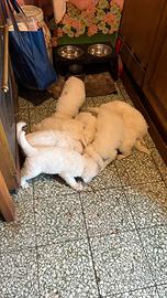 Cuccioli di maremmano