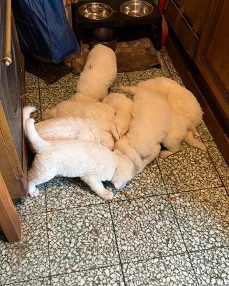 Cuccioli di maremmano