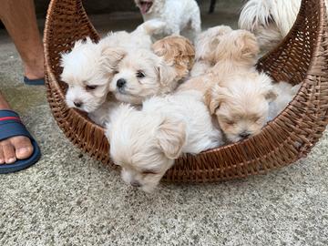 Cuccioli Havanese