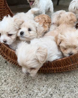 Cuccioli Havanese