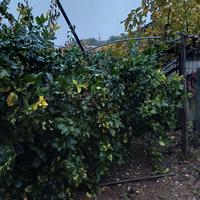 piante di limone 