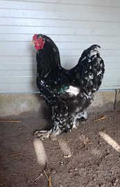 Gallo brahma picchiettato
