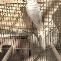 Parrocchetti dal collare