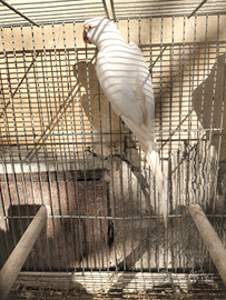 Parrocchetti dal collare