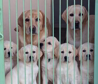Cucciole Labrador miele da allevamento