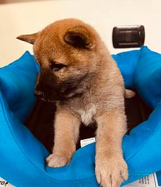 Allevamento e negozio ( shiba inu)