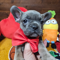 Bulldog francesi esotici