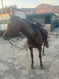Cavallo