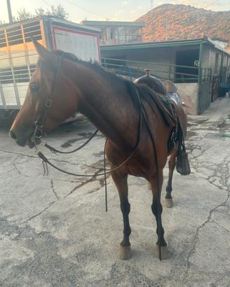 Cavallo