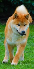 Ultimo maschietto disponibile