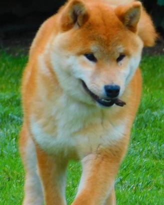 Ultimo maschietto disponibile