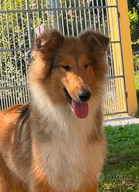 Cucciola Pastore Scozzese / Collie con Pedigree