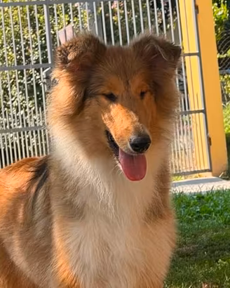 Cucciola Pastore Scozzese / Collie con Pedigree