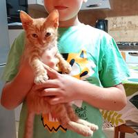 Gatto europeo di 7 mesi