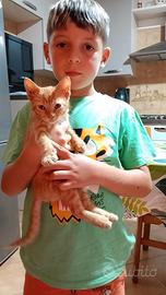 Gatto europeo di 7 mesi