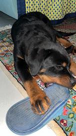 Cucciolo di Rottweiler