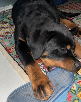 Cucciolo di Rottweiler