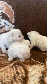 Bichon maltese