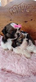 Shih Tzu