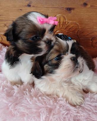 Shih Tzu
