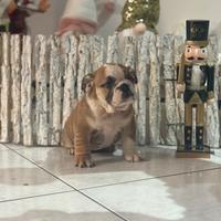 Bulldog inglese femminucce