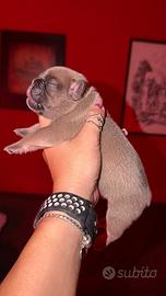 Bulldog Francese