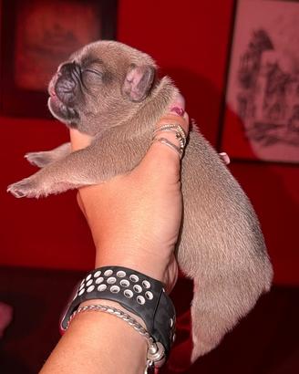 Bulldog Francese