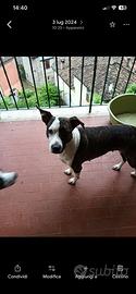 Mix Amstaff