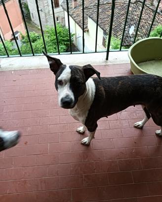 Mix Amstaff