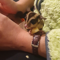 Scoiattoli volanti petauri dello zucchero