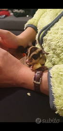 Scoiattoli volanti petauri dello zucchero