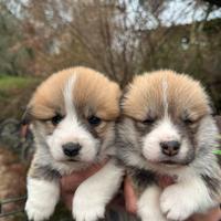 Welsh Corgi Pembroke