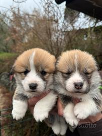 Welsh Corgi Pembroke