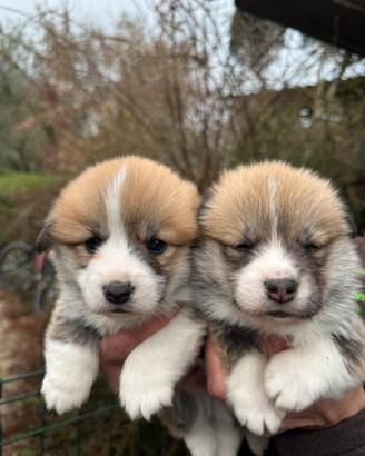 Welsh Corgi Pembroke
