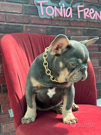 Bulldog francese