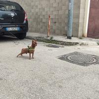 Chihuahua per accoppiamento (monte)