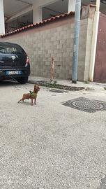 Chihuahua per accoppiamento (monte)