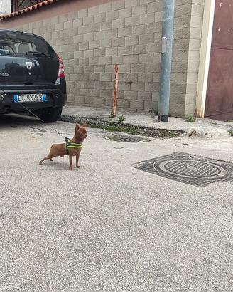 Chihuahua per accoppiamento (monte)