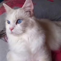 Cucciolata ragdoll occhi blu per fine marzo