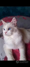 Cucciolata ragdoll occhi blu per fine marzo