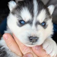 Cuccioli di Siberian husky