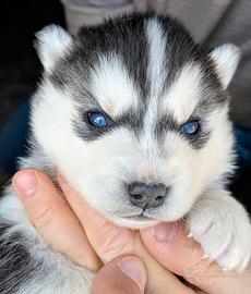 Cuccioli di Siberian husky