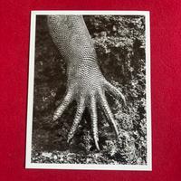 Sebastião Salgado - Marine Iguana, Galápagos, 2006